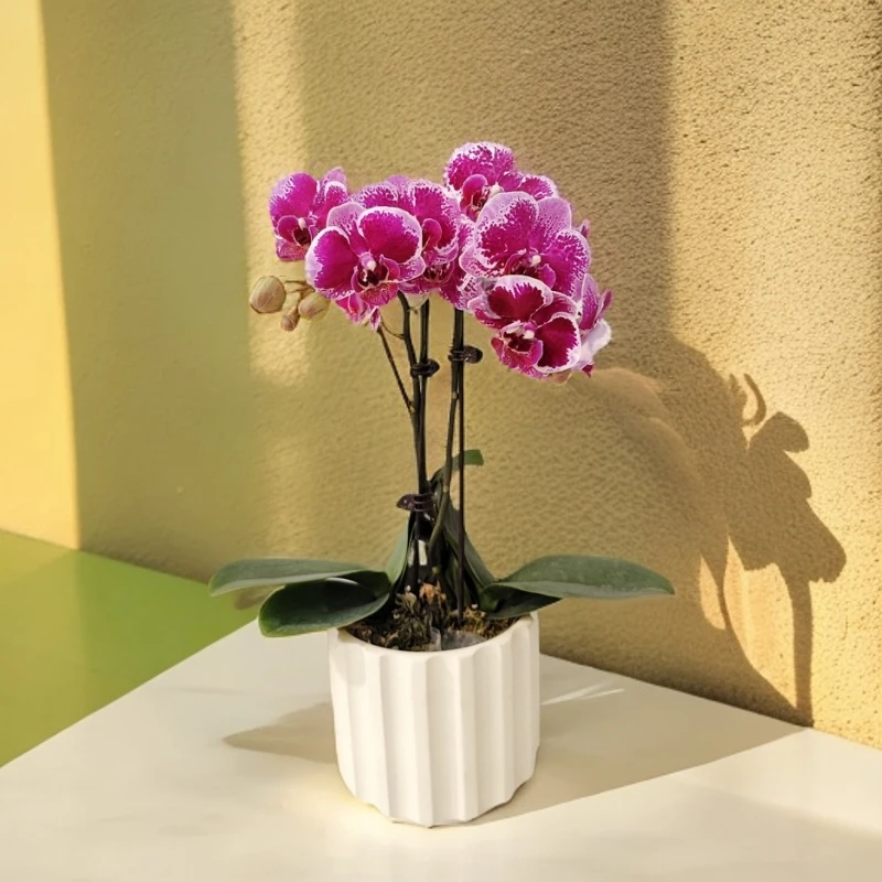 蝴蝶兰【红蝴蝶】好养耐养优质苗情 基地直发