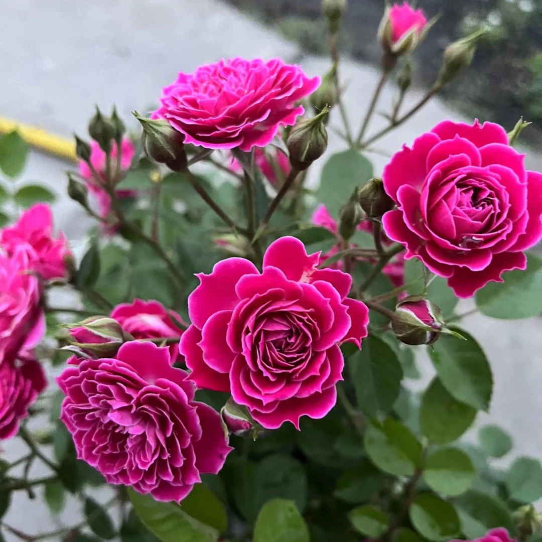 马里奥塔微型月季阳台丰花月季花苗小花多头