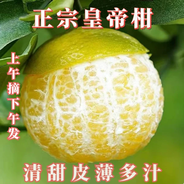 广西正宗武鸣皇帝柑皮薄清甜多汁新鲜采摘农产品9/5斤3斤产地发货