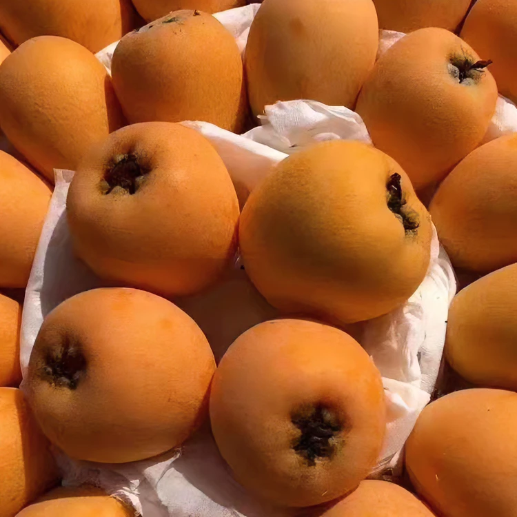 现摘四川攀枝花米易早熟枇杷新鲜水果皮薄肉厚多汁1斤2斤3斤5斤装