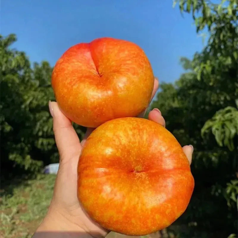 陕西现摘彩虹黄油蟠桃黄油桃新鲜水果当季桃子黄金潘桃4~4.5斤装