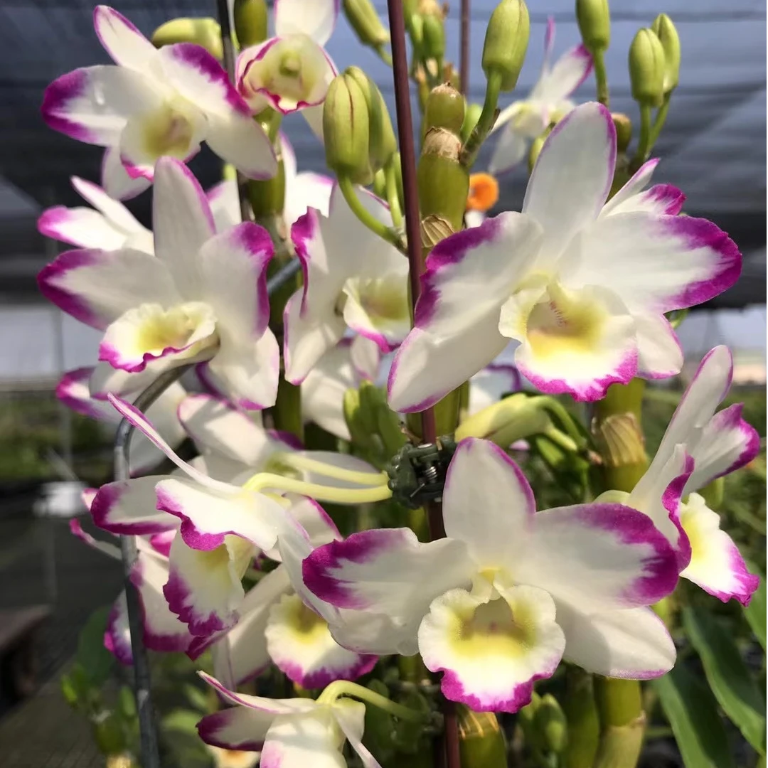 春石斛泼墨火凤凰