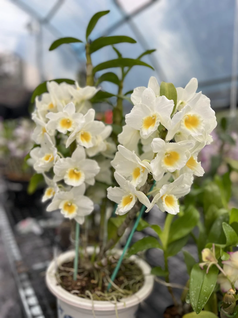 春石斛兰索娜朵/蜜月