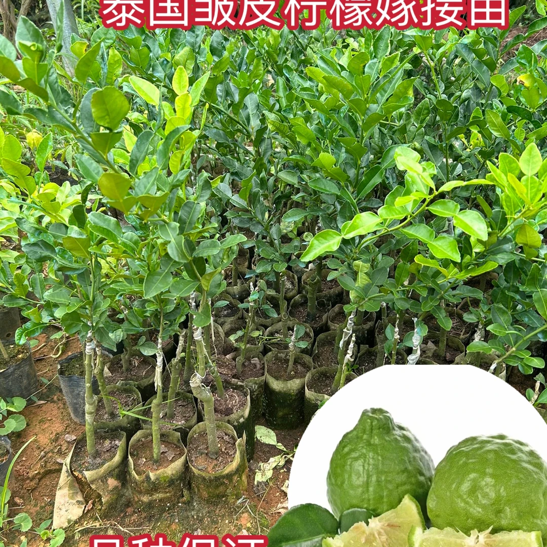 泰国皱皮柠檬树苗嫁接苗丑柠檬南方品种盆栽庭院包邮