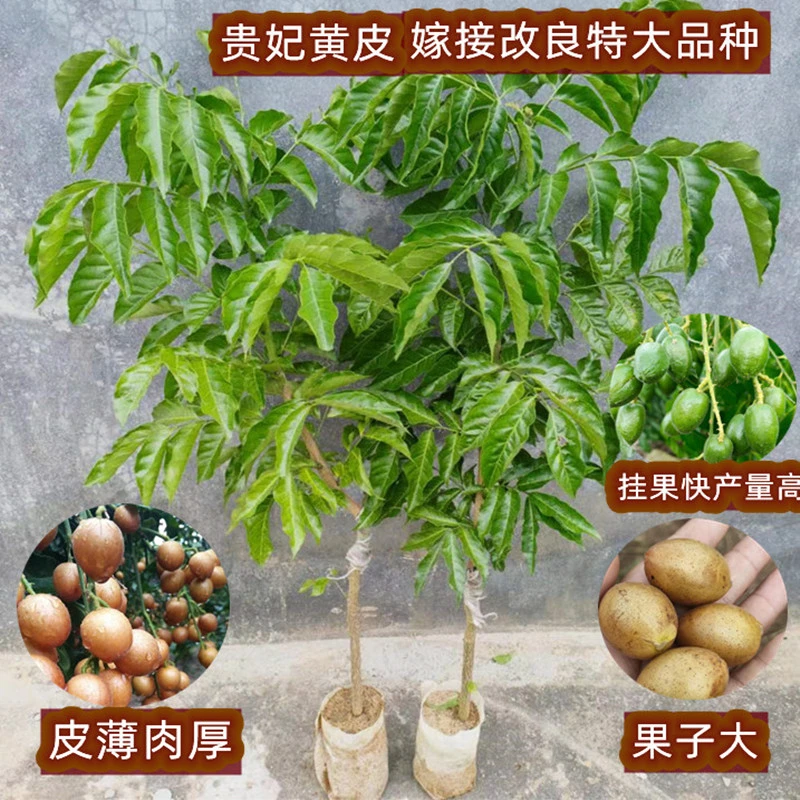 黄皮果苗大鸡心无核嫁接甜水果树苗阳台盆栽南方种植广西庭院地栽