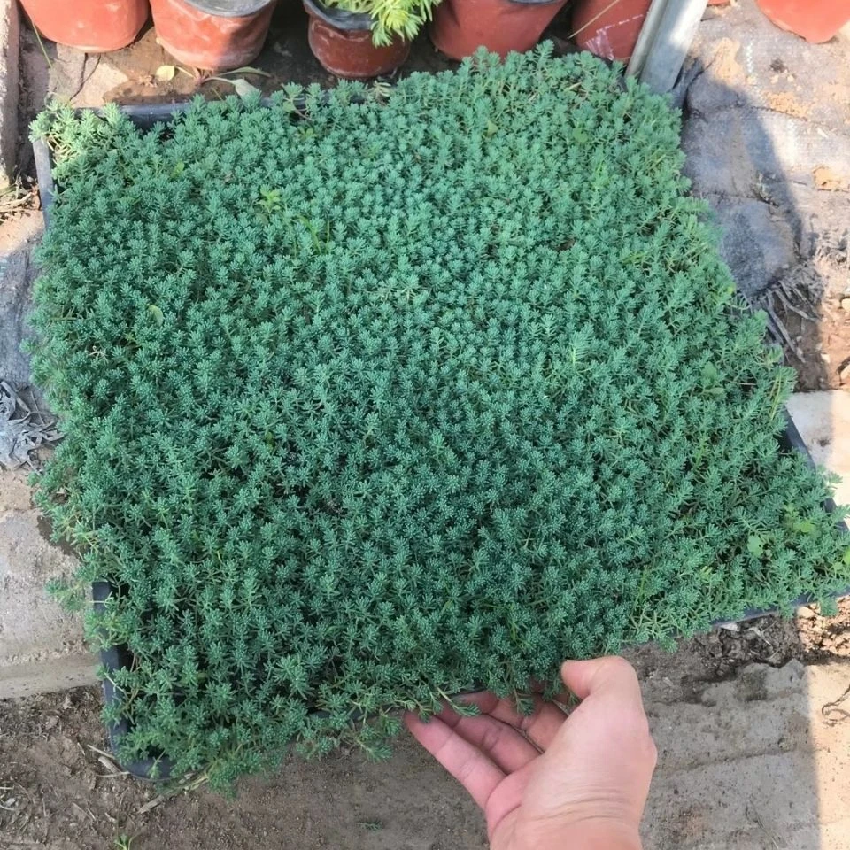 花境植物 中华景天盆栽绿植 花园观叶地被植物多年生胭脂红景天