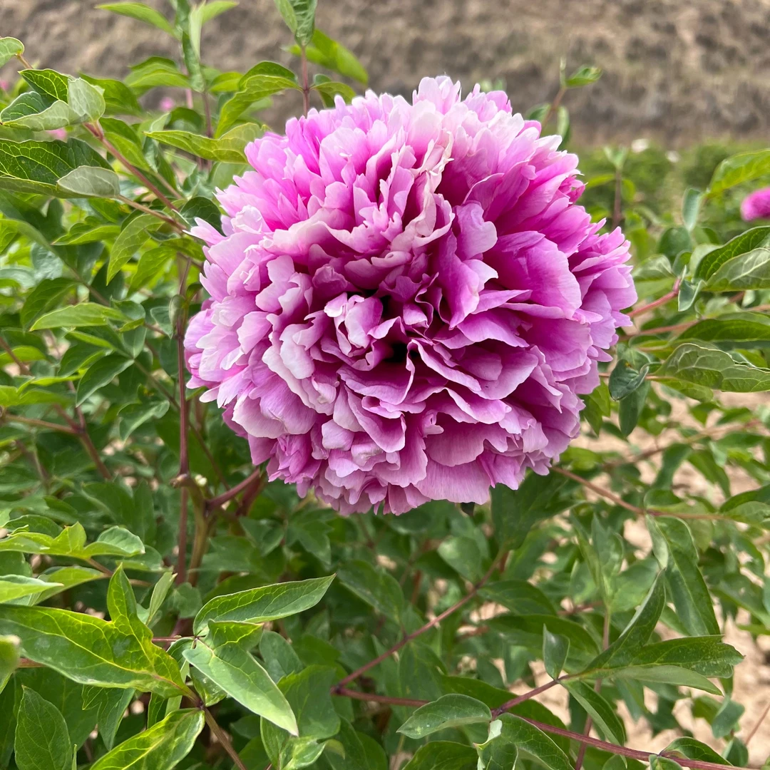 甘肃陇右牡丹3年生嫁接苗秋季发货抗寒耐旱香味浓郁赠送花卉种球