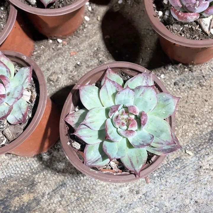 单头惊鸿仙子满25包邮