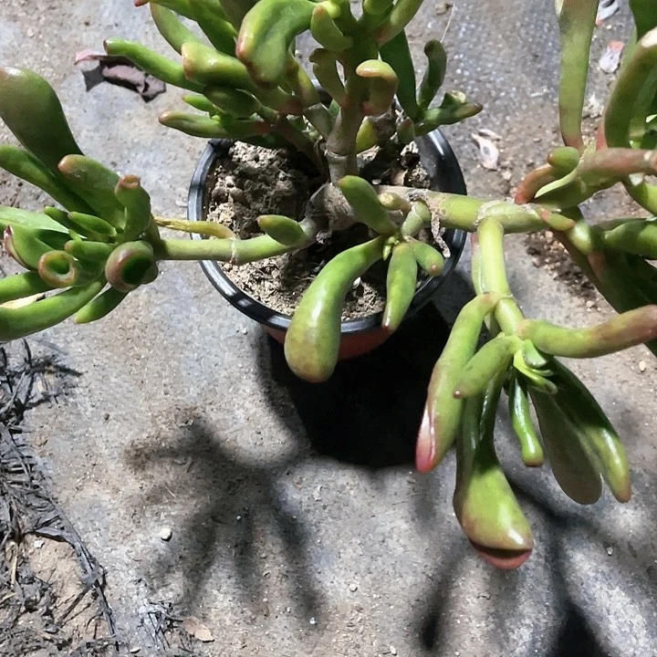 老桩吸财树满25包邮