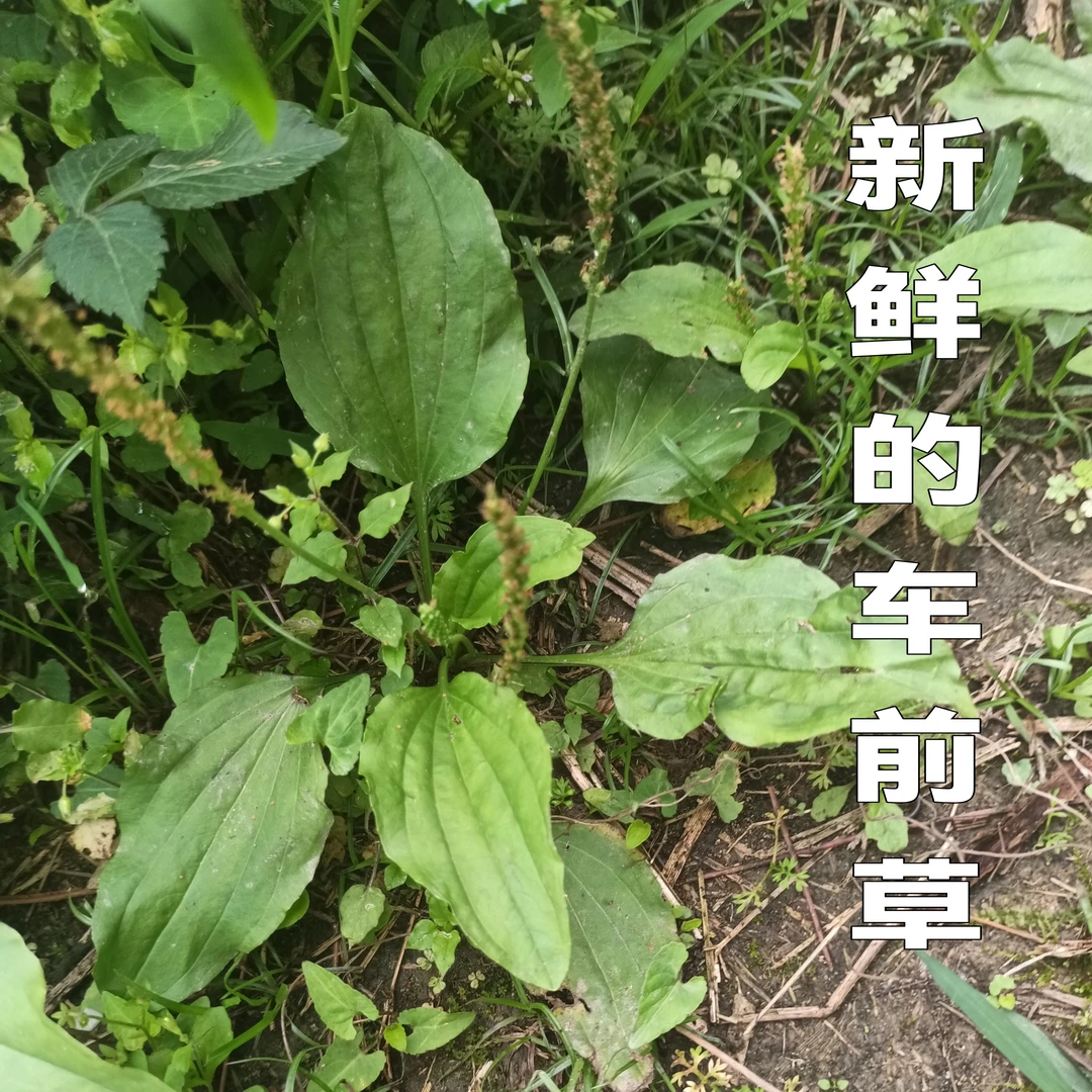 新鲜的车前草牛舌草新鲜采摘煲汤煲水2斤广东包邮