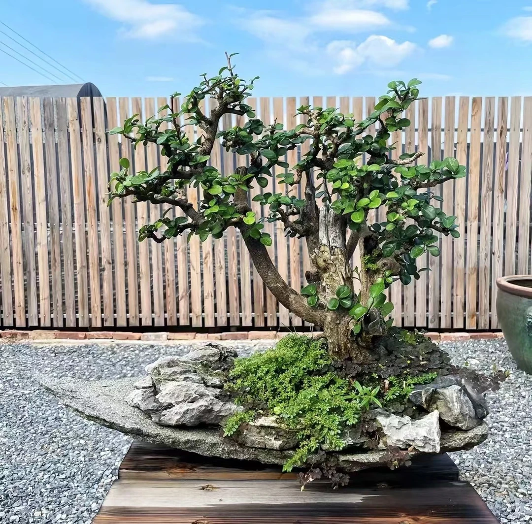 精品老桩盆景 一物一拍
