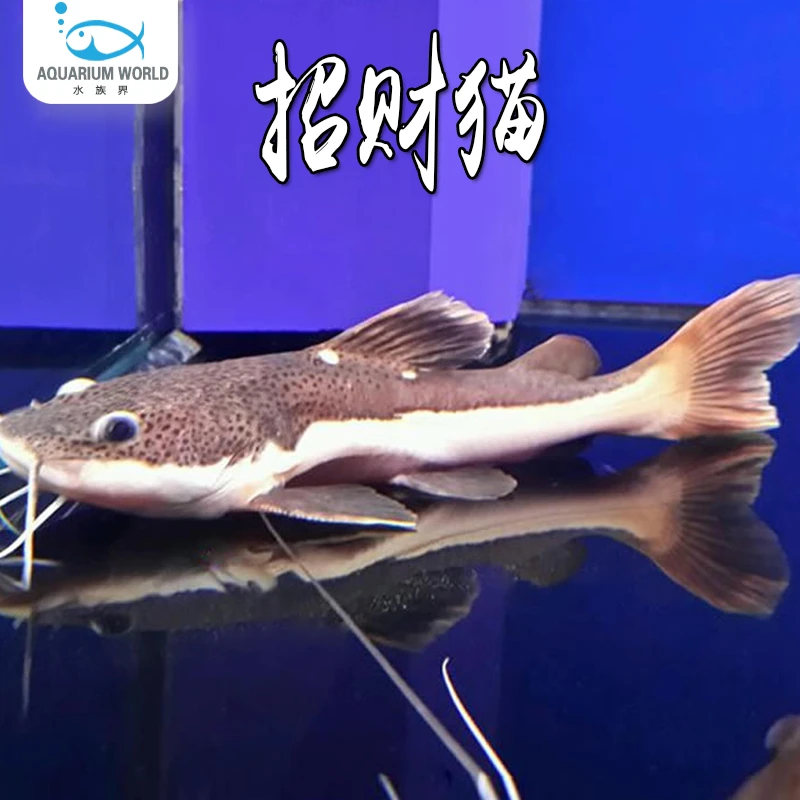 招财猫鱼观赏鱼狗仔鲸红尾猫底层鲶鱼鸭嘴热带鱼淡水大型龙鱼配鱼