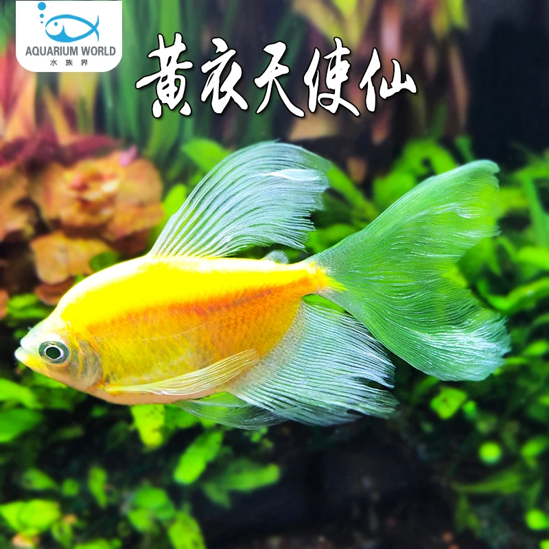 黄衣天使仙观赏鱼彩群鱼热带鱼群游小型鱼淡水鱼新手鱼好养