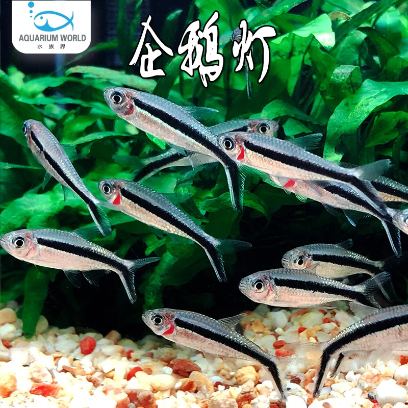 企鹅灯鱼拐棍灯鱼新手水草缸小型热带鱼观赏鱼群游鱼淡水鱼活体鱼