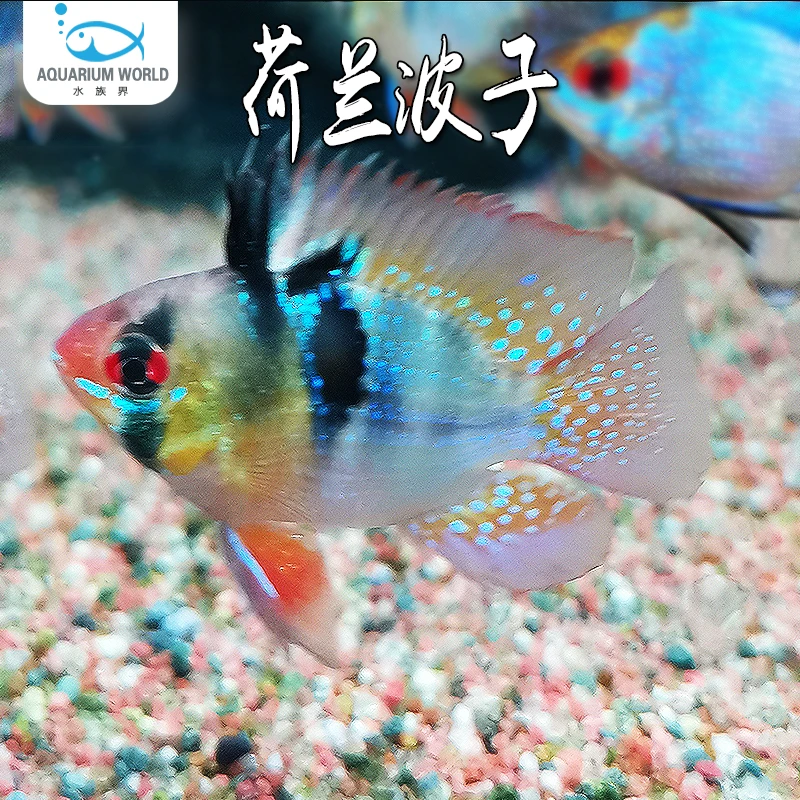 荷兰波子短鲷鱼观赏鱼热带鱼淡水金波子宝蓝球阿凡达孔雀鱼鼠鱼