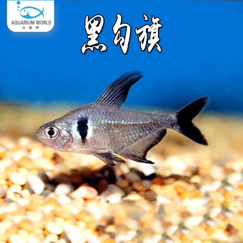 黑勾旗水族鱼缸观赏鱼热带鱼淡水扯旗鱼黑尾大勾灯科鱼混养孔雀鱼