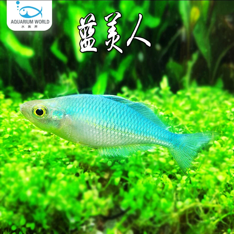 蓝美人水族鱼缸观赏鱼热带鱼淡水石美人刚果美人新手闯缸鱼灯科鱼