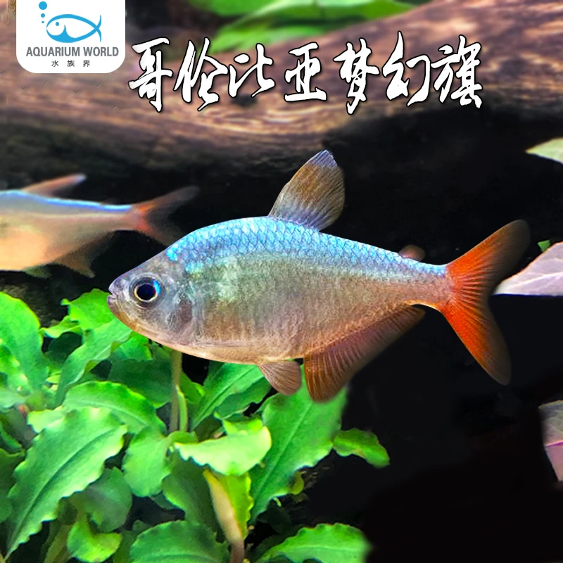 哥伦比亚梦幻旗灯科鱼水族鱼缸热带鱼观赏鱼新手鱼群游鱼红绿灯