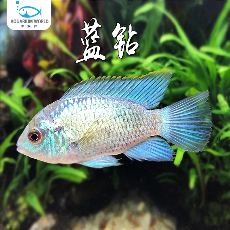 蓝钻短鲷鱼水族鱼缸观赏鱼热带鱼淡水蓝波子金波子阿凡达皮卡丘