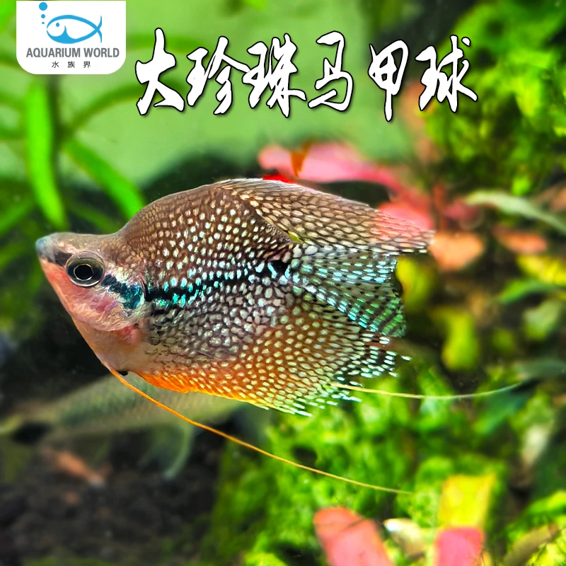 珍珠马甲球马甲鱼水族鱼缸观赏鱼小型热带鱼淡水丽丽鱼曼龙球天使