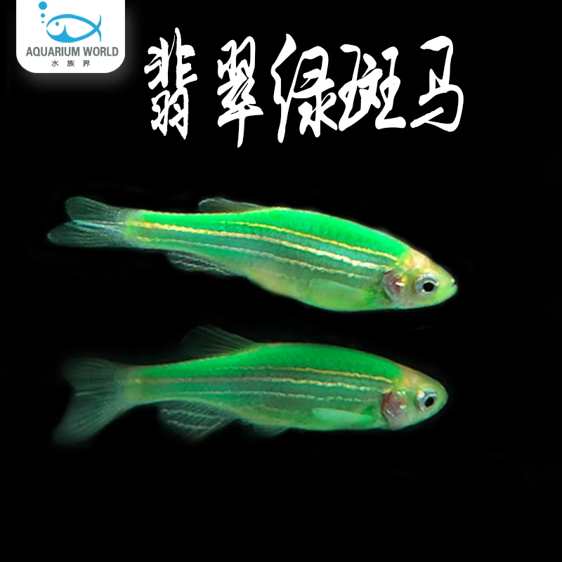 翡翠绿斑马鱼水族鱼缸观赏鱼小型热带鱼新手宠物鱼蓝斑马孔雀鱼