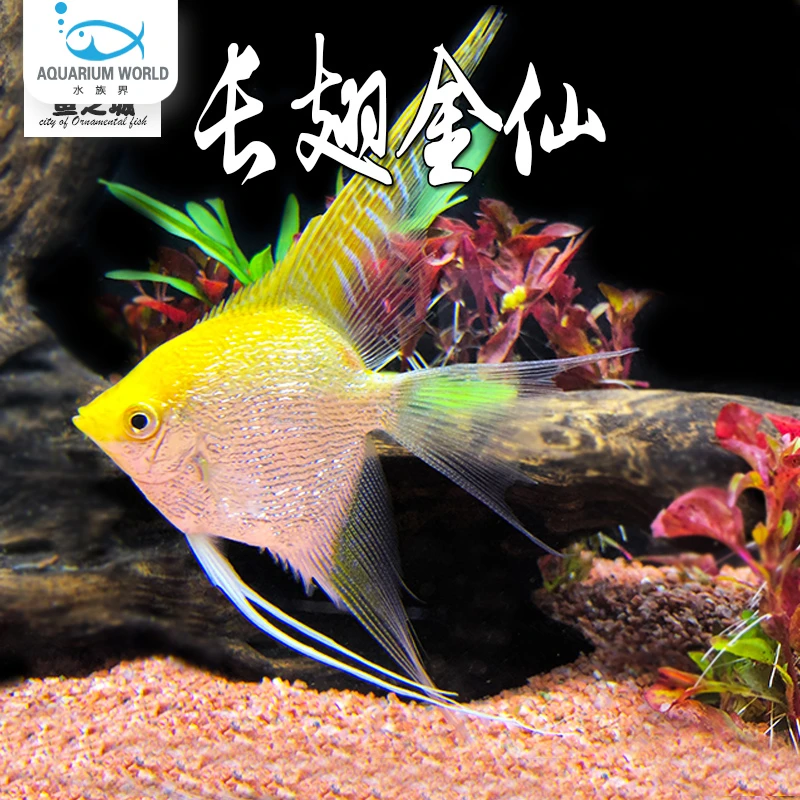 长翅金仙神仙鱼水族鱼缸观赏鱼热带鱼淡水新手鱼秘鲁神仙孔雀鱼