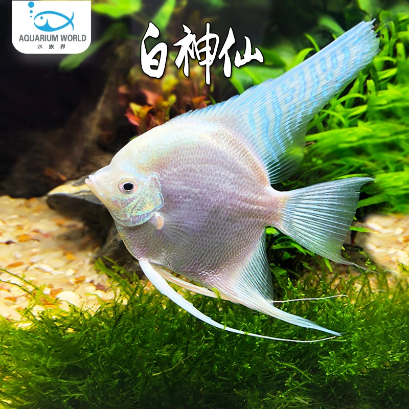 白神仙观赏鱼七彩神仙鱼热带鱼大型燕鱼秘鲁埃及好养淡水小型鱼