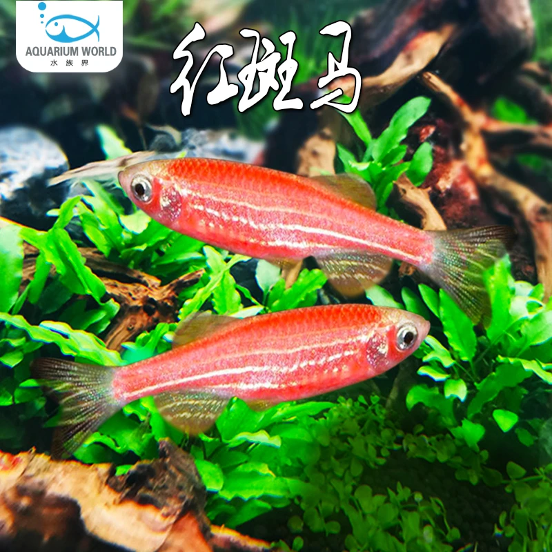 红斑马鱼蓝斑马鱼小型热带淡水观赏鱼苗蝶翼长尾彩色糖果斑马活鱼