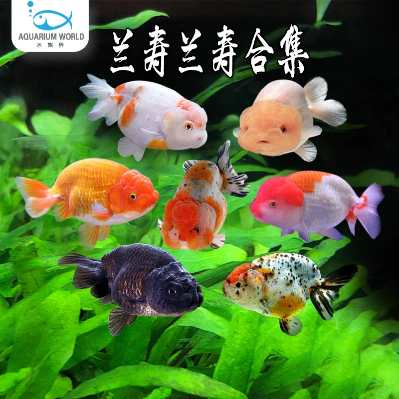 兰寿金鱼冷水观赏鱼苗金鱼活鱼淡水蝶尾鎏金泰狮龙睛金鱼宠物鱼