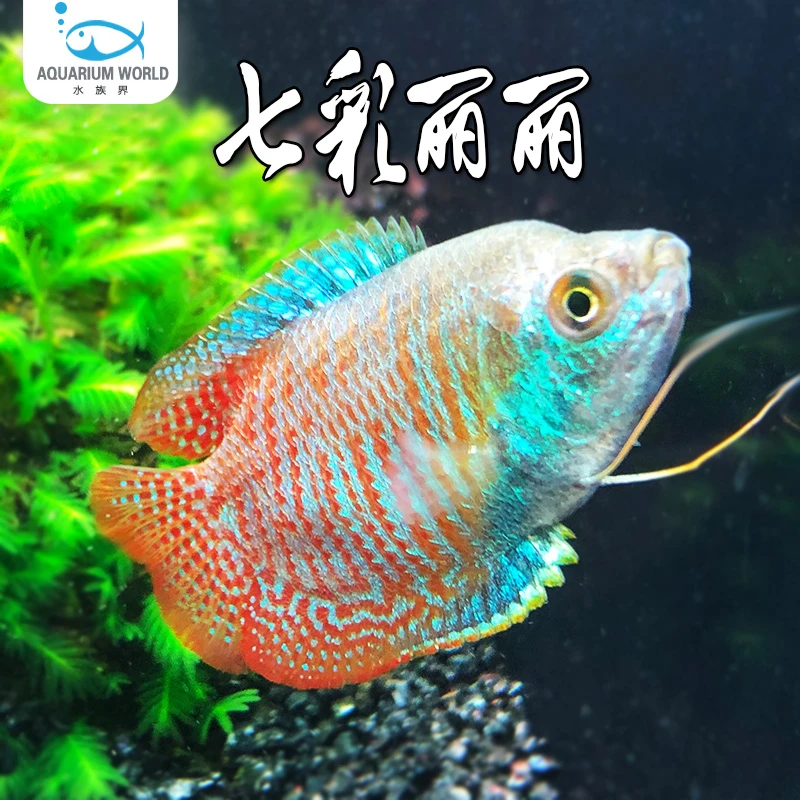 七彩丽丽鱼水族鱼缸观赏鱼热带鱼淡水新手鱼蓝花丽丽血丽丽好养