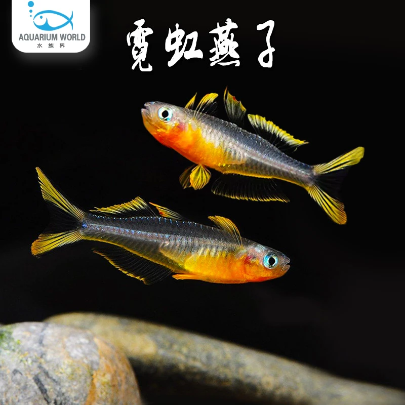燕子鱼水族观赏鱼热带鱼淡水新郎官珍珠阿鲁燕子灯科鱼白云金丝