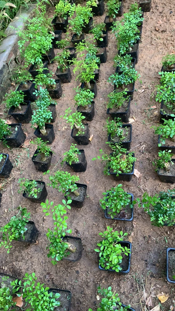 对接白蜡桌面盆景（拍下随机发货）