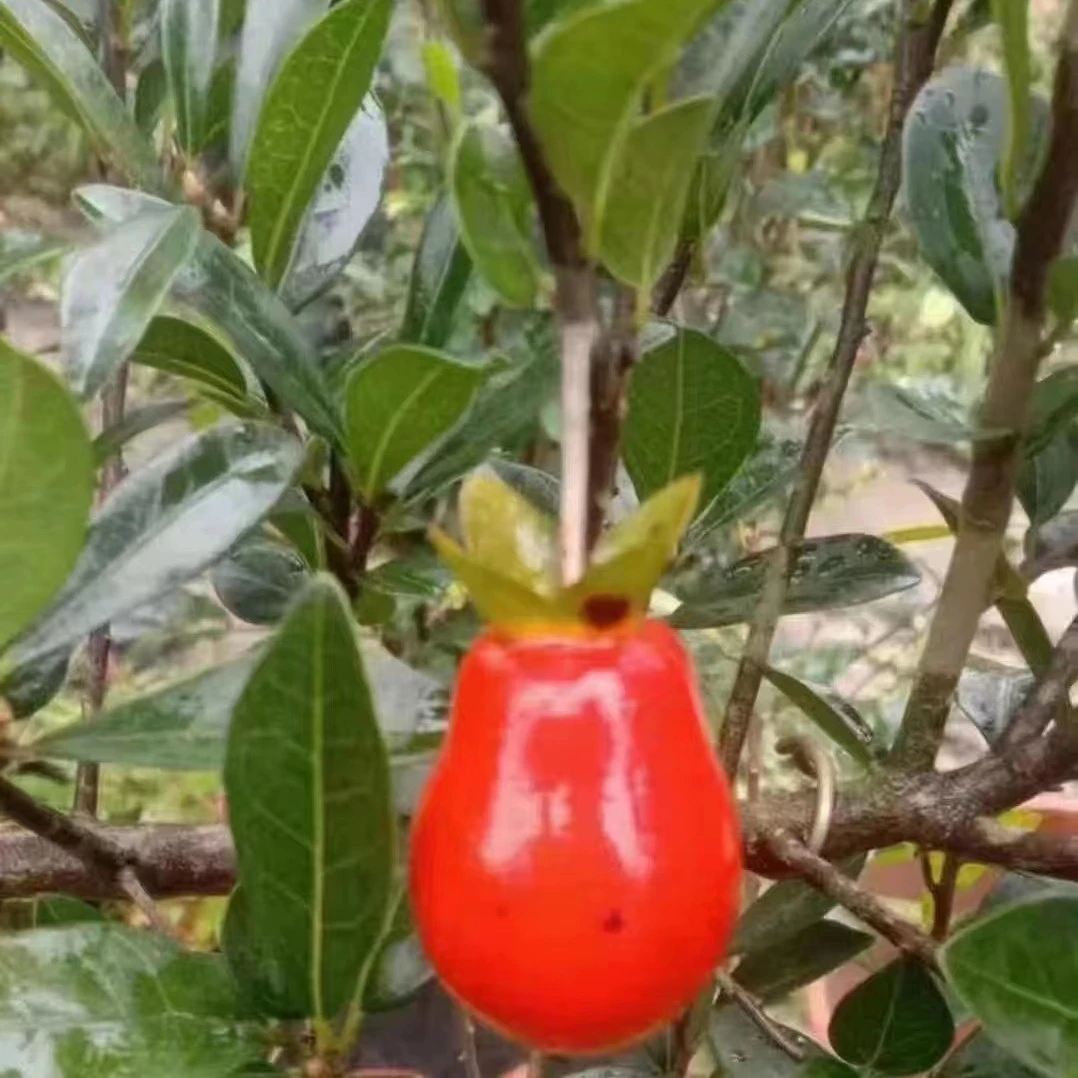 金弹子盆景素材 万年青血红葫芦