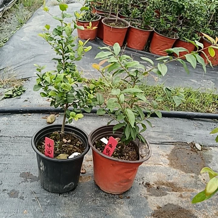 金弹子金弹子盆景园长