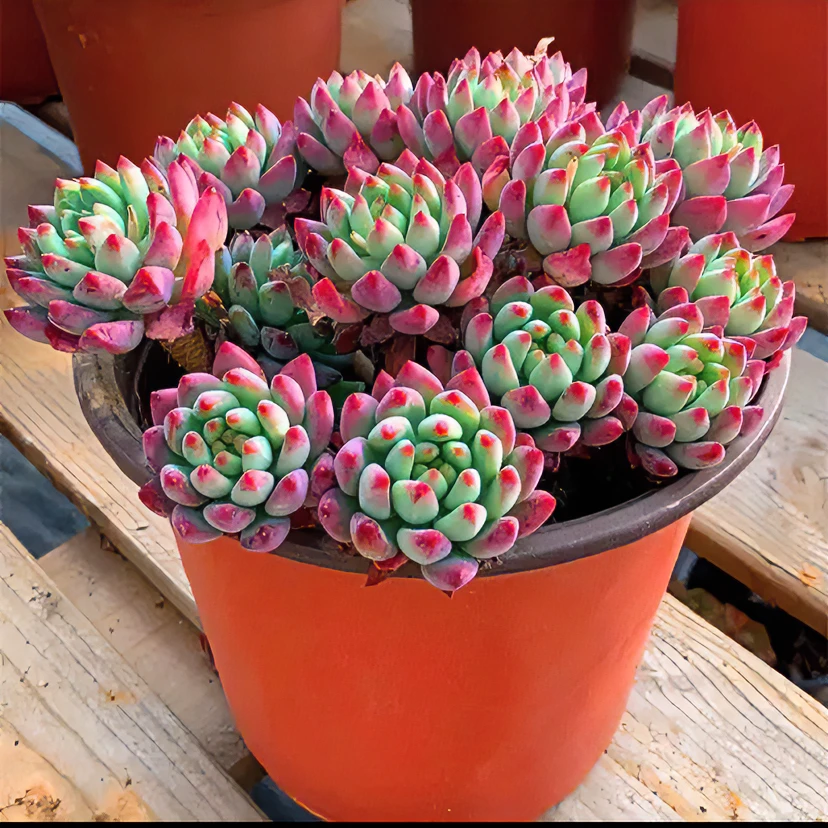 蓝苹果 多肉植物     三个
