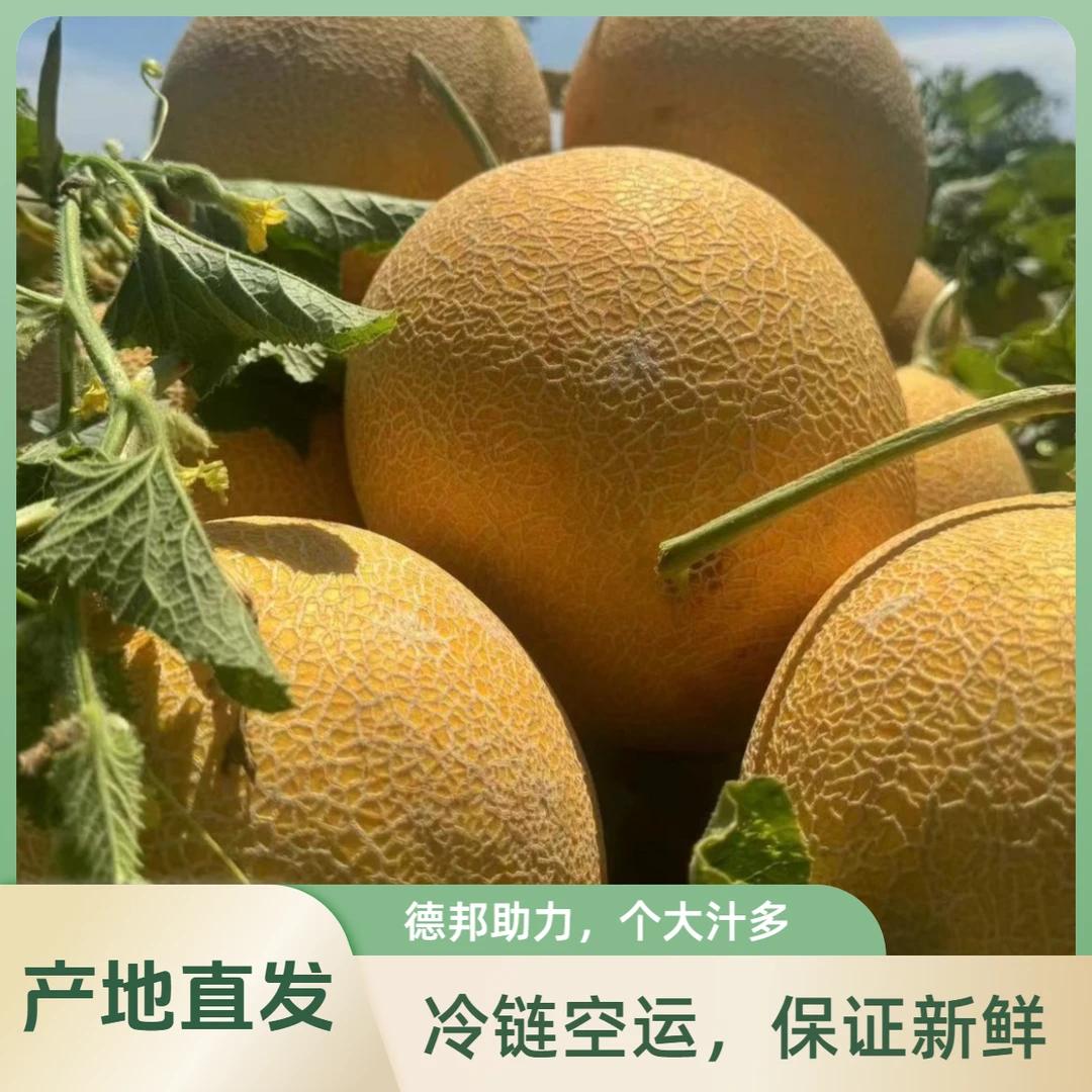 德邦空运助力新疆哈密瓜基地金色年华瓜王包赔多汁
