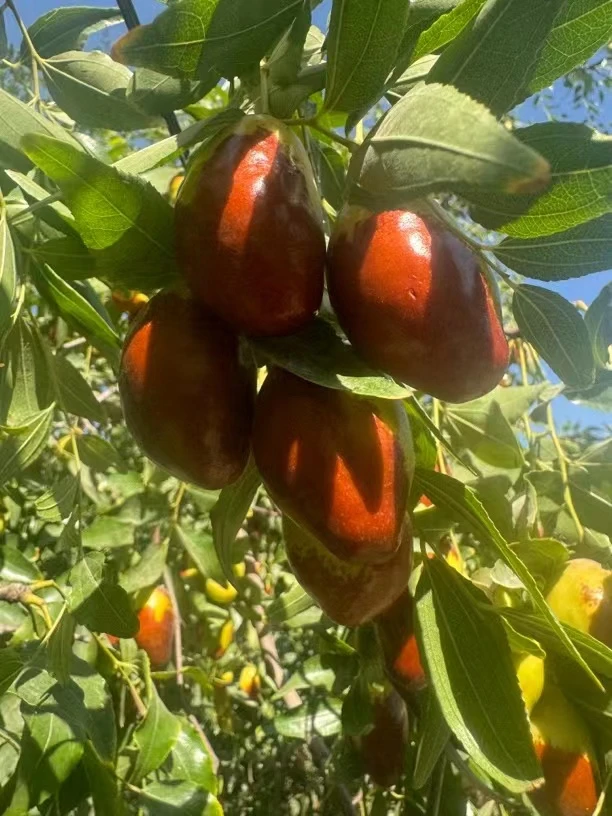 新疆马牙大枣古树红枣2025新枣蒸着吃的枣上市啦