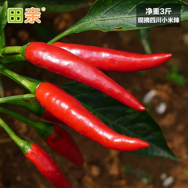 现摘小米椒红朝天椒辣椒新鲜红辣泡椒剁椒七星椒超辣1斤-5斤饱满