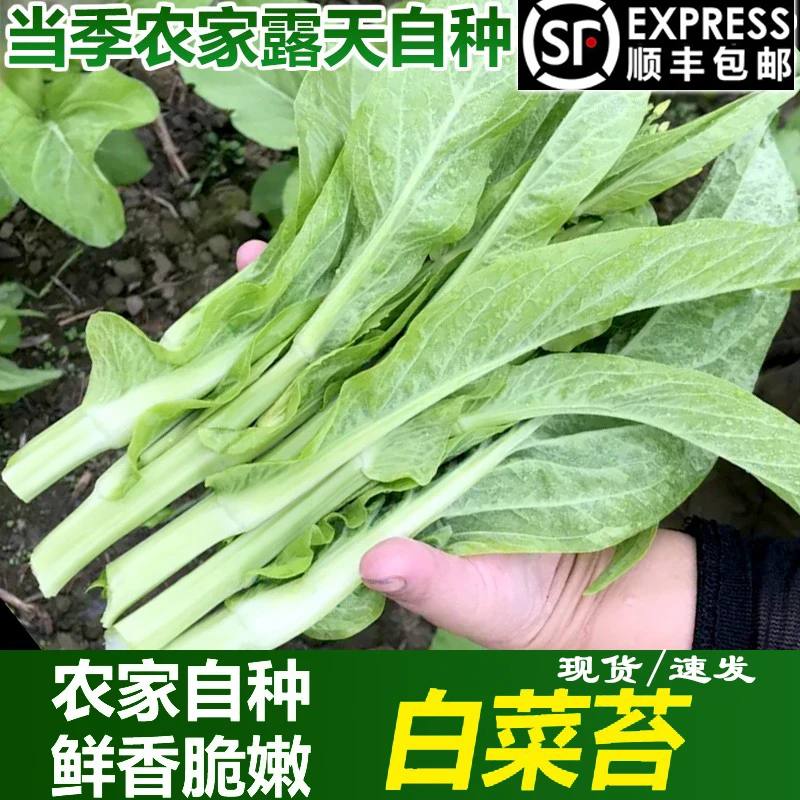 顺丰包邮!新鲜蔬菜1-4斤白菜苔农家自种白菜心绿叶白菜薹青菜苔