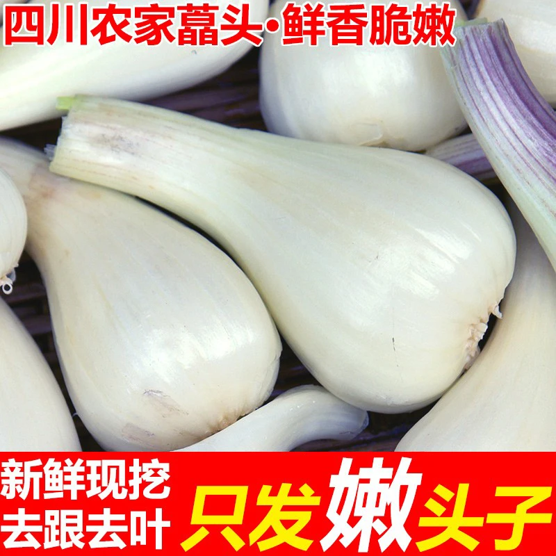 现挖现发特产藠头去叶茭荞头时令新鲜蔬菜新鲜茭白小蒜田亲