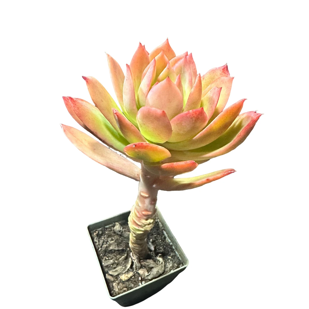 精品多肉植物  乔伊仙子