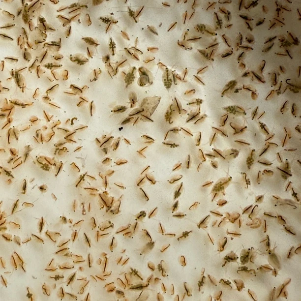 活苗水蚤 蚤种 鱼虫 小型鱼饲料