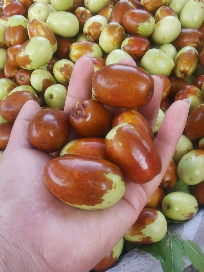 辽宁朝阳特产平顶枣 酸甜可口 顺丰快递