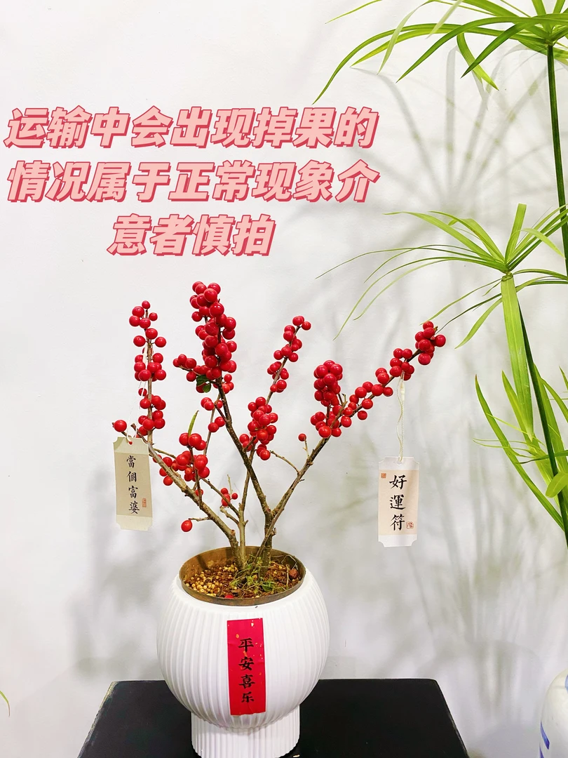 进口北美冬青盆栽耐寒年宵花卉真鲜花带果红果盆景老桩