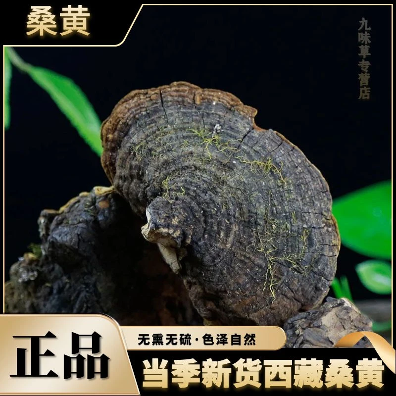 【野生桑黄】正宗西藏正品深山桑树桑黄野生桑黄250g100g另售川贝