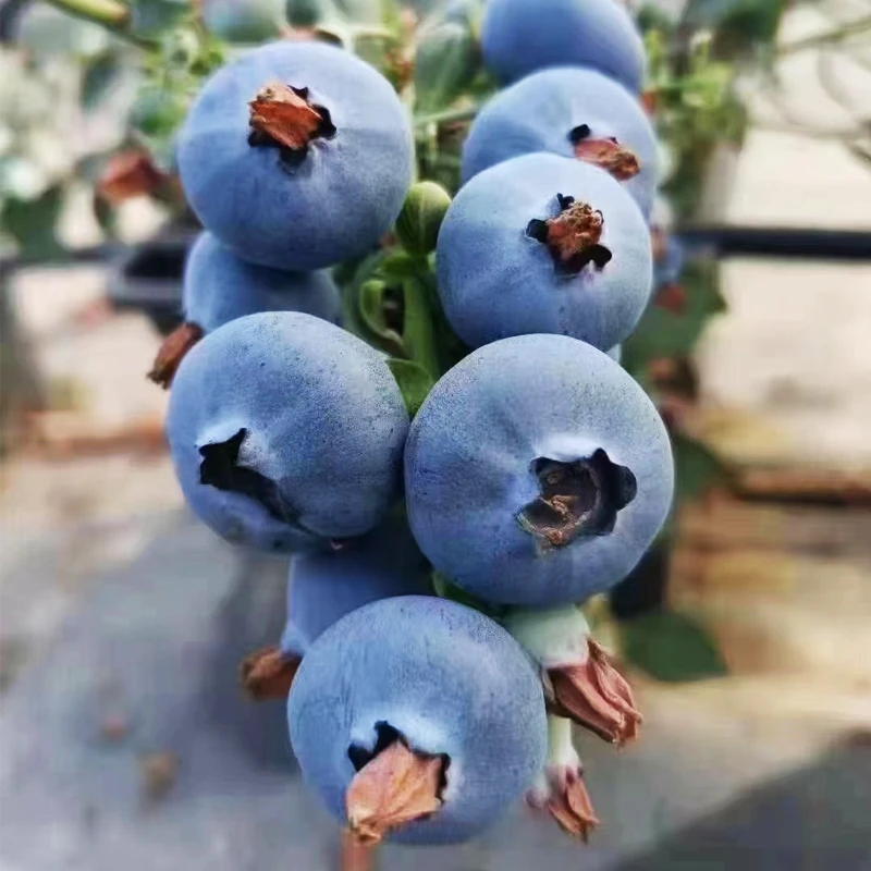 云南蓝莓鲜果酸甜爆汁新鲜当季水果孕妇大果高山怡颗三斤整箱包邮