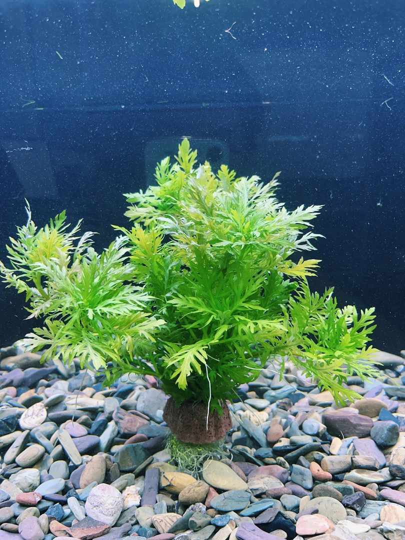 【水罗兰】火山石2杯天生耐活懒人新手好养无需底砂