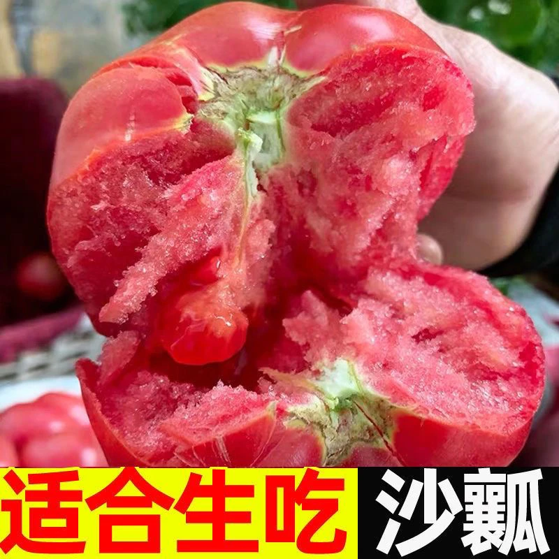 宁夏露天沙瓤西红柿子自然熟生吃自然熟水果新鲜大番茄