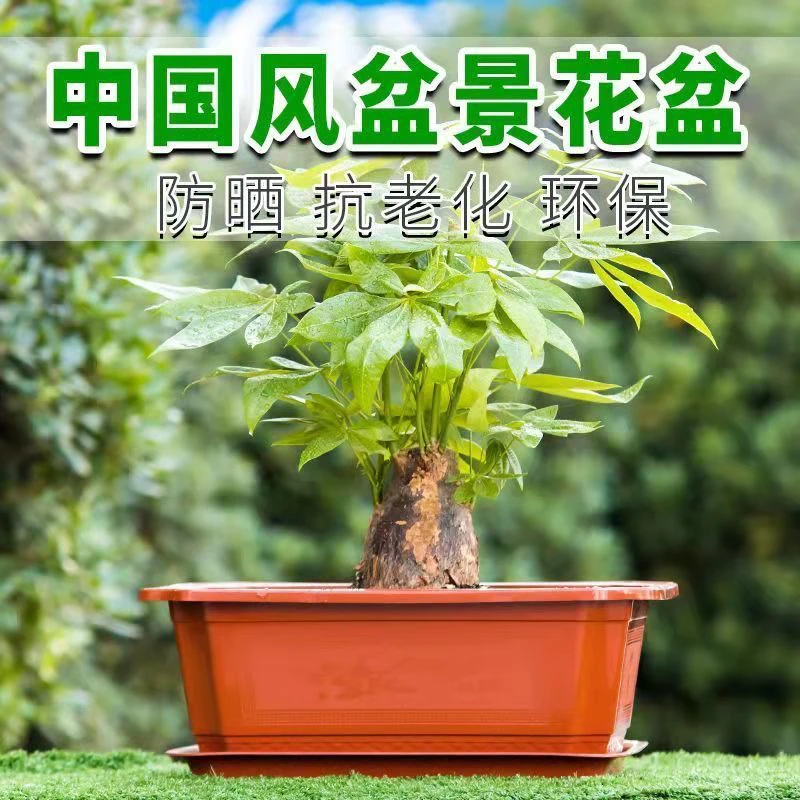 【聚划算】客厅发财树盆栽大棵摇钱树吸甲醛绿植室内招财植物