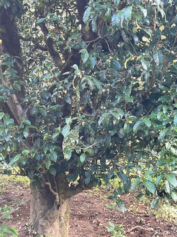 2024年古树单株纯料（生茶）散茶，3000年野生茶
